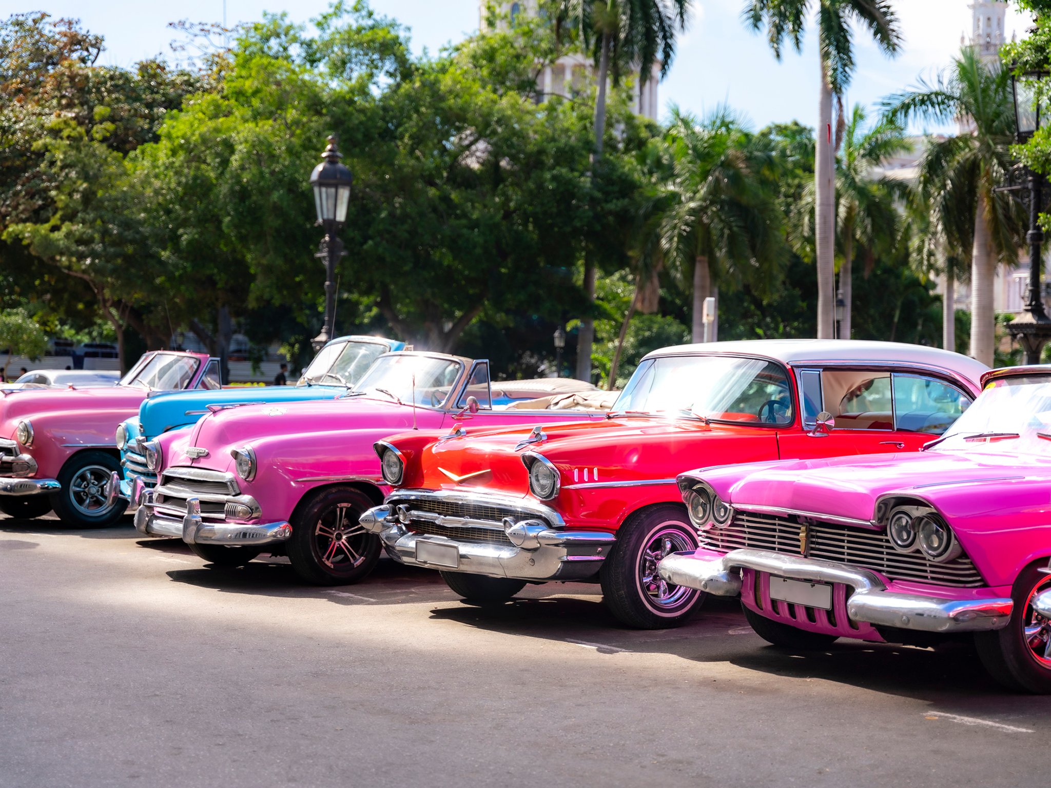 Classic colorful cars parked under palm trees.